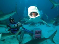 Shark Bite Shot, Nassau Bahamas. Taken with the CP 5000. ... by Nina Van Zanten 